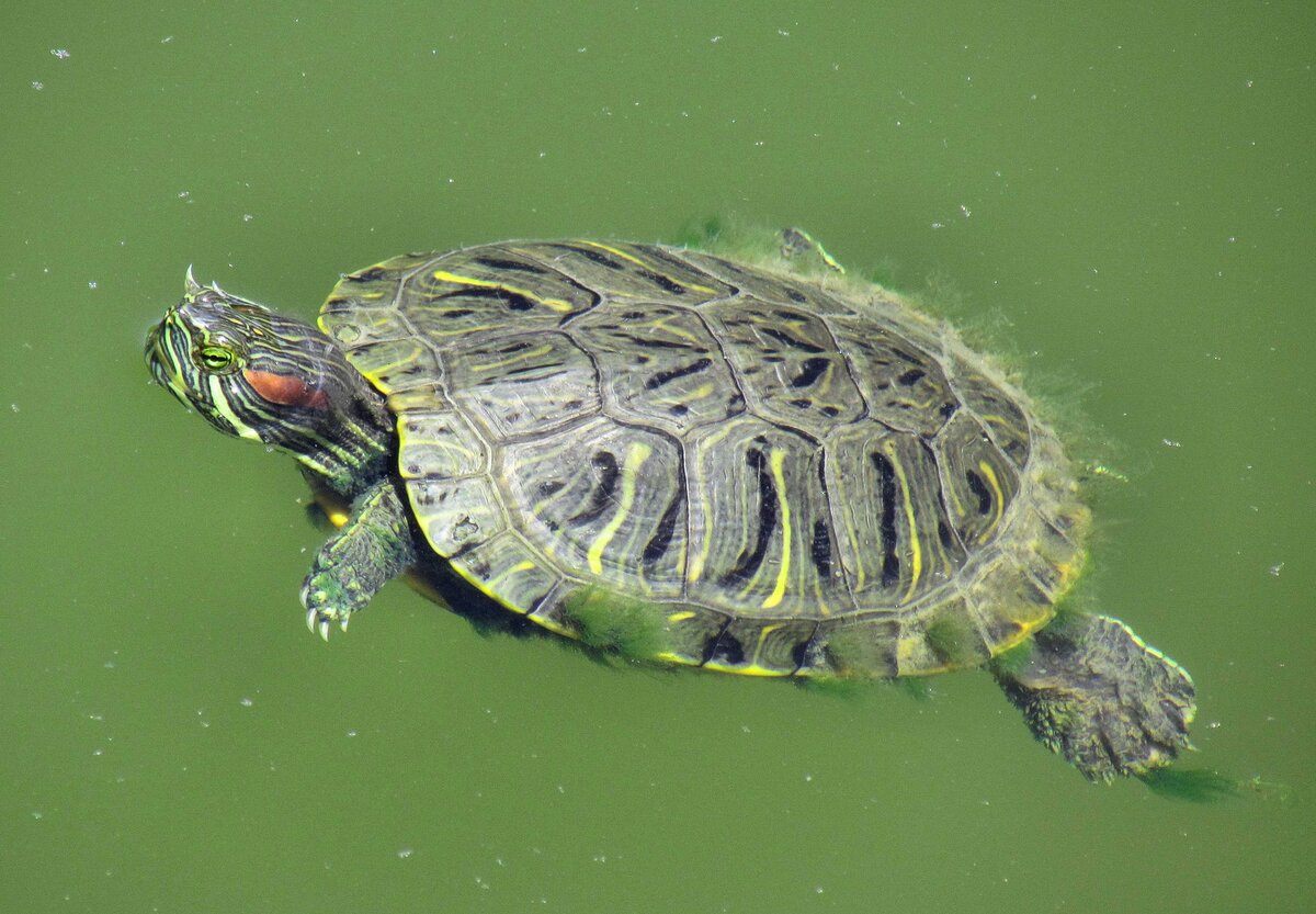 Сколько лет живут красноухие. Красноухая Пресноводная черепаха. Красноухая Болотная черепаха. Красноухая водоплавающая черепаха. Черепаха водная красноухая.