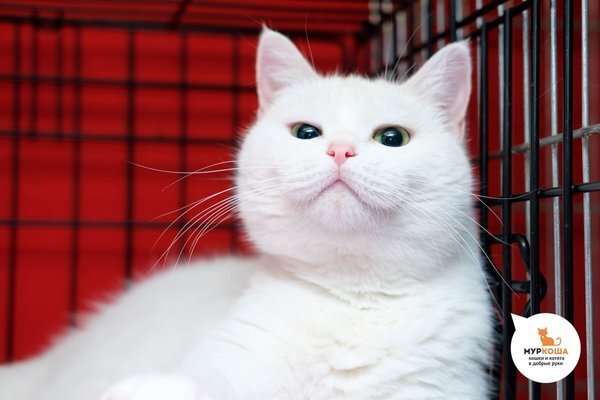 Это   удивительно, но предательство и необходимость выживать на улице   нисколько не озлобили и не сломили эту царственную кошку: она   по-прежнему ласкова, общительна и обаятельна. 