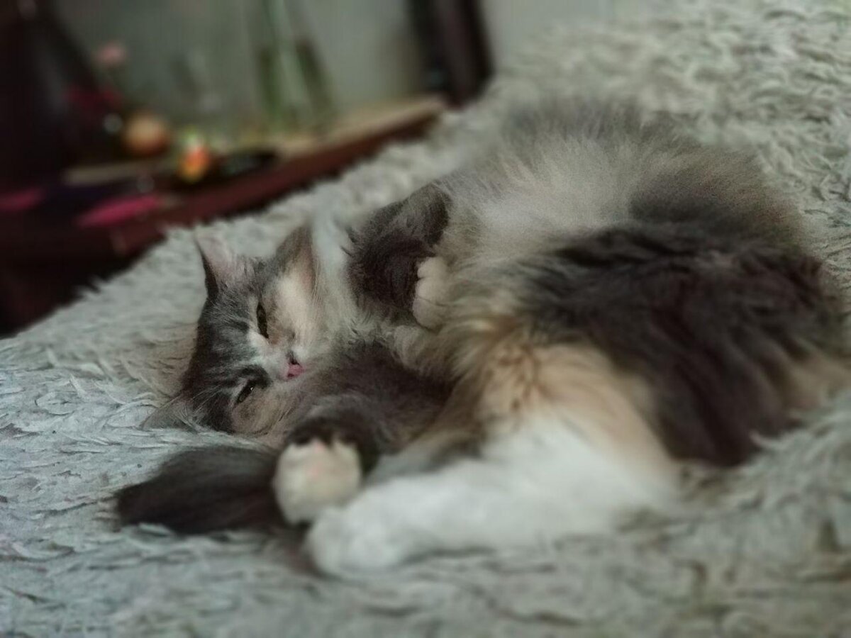 А ну гладь меня, рабыня. Это твоё предназначение