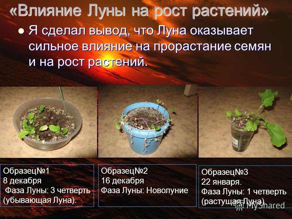 Подробный лунный календарь садовода и огородника на апрель 2024 года