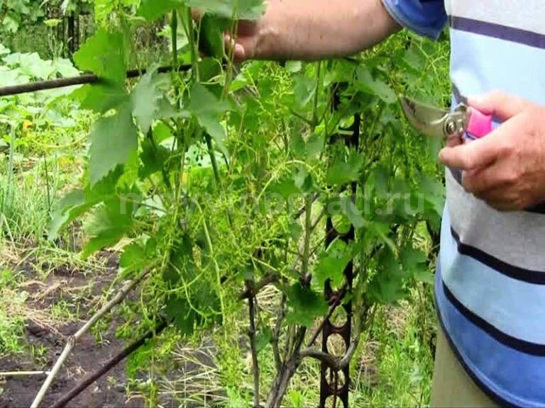 Подкормка винограда летом. Отличие винограда по листьям. Можно ли кроликам виноград.