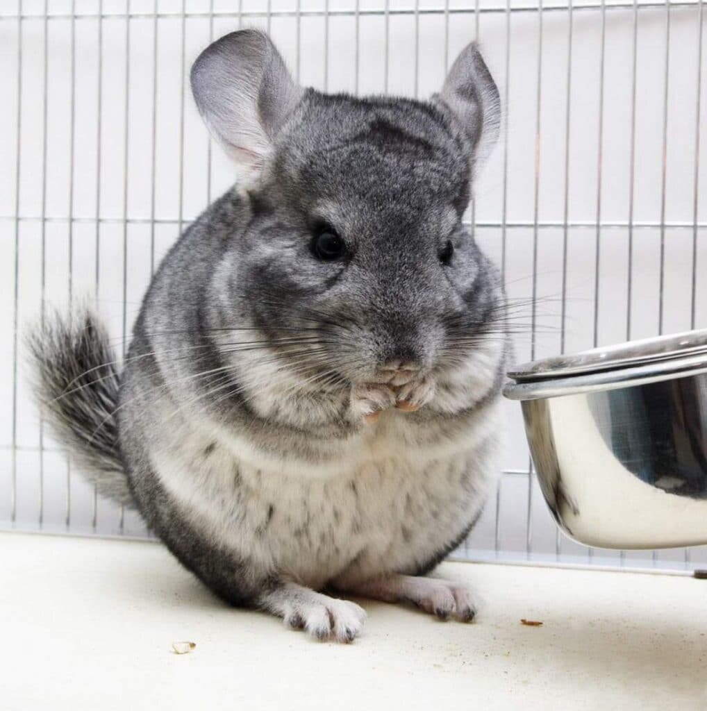 Беременная шиншилла