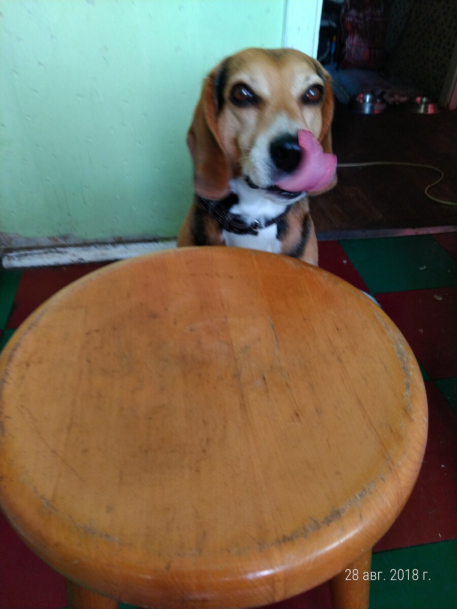 Хочется колбаски - тренинг силы воли у Тома