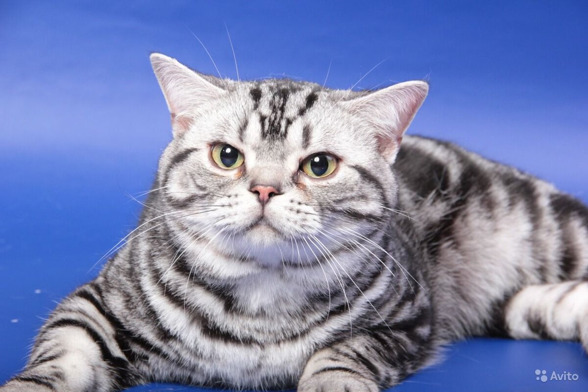 Купить американскую кошку. Американская короткошёрстная кошка. Американская короткошерстная кошка полосатая. Американская короткошёрстная кошка вискас. Британский короткошерстный кот полосатый.