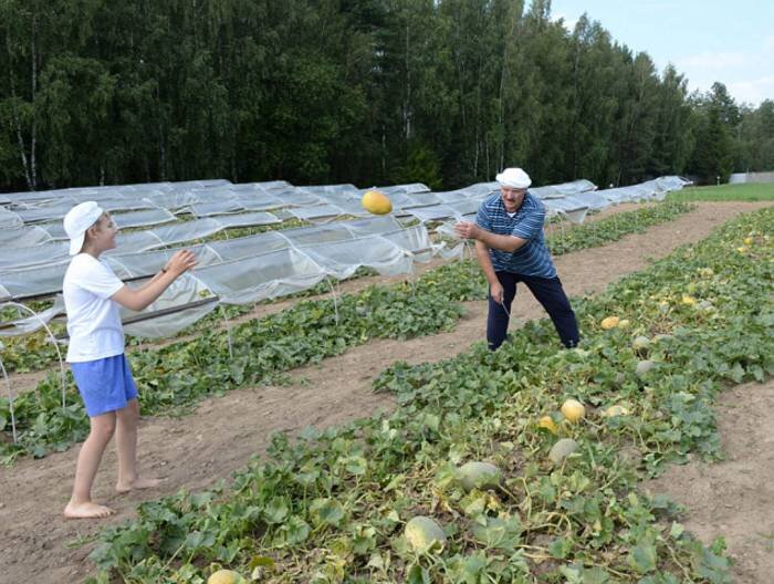 Приходится находить время, чтобы заниматься спортом, где-то рубить дрова, это тоже физические упражнения, косить траву, это тоже очень полезно, кто из деревни — меня поддержит, — рассказал Александр Лукашенко, отвечая на вопрос студентки Евразийского национального университета в Астане.
В резиденции президента растут дыни. Фото kp.by
