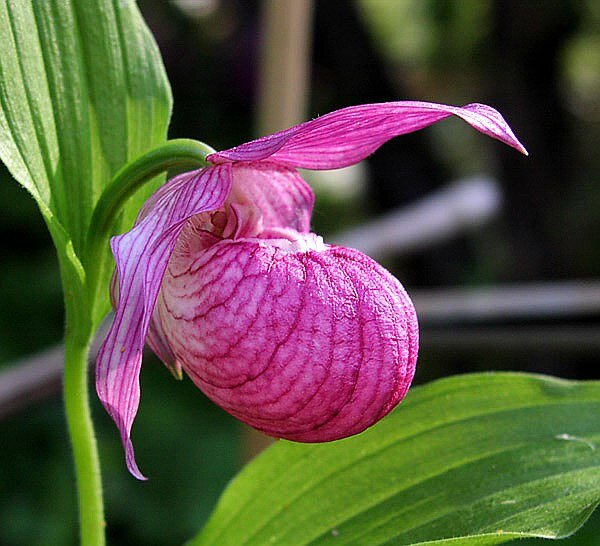 Венерин башмачок настоящий (Cypripedium calceolus)