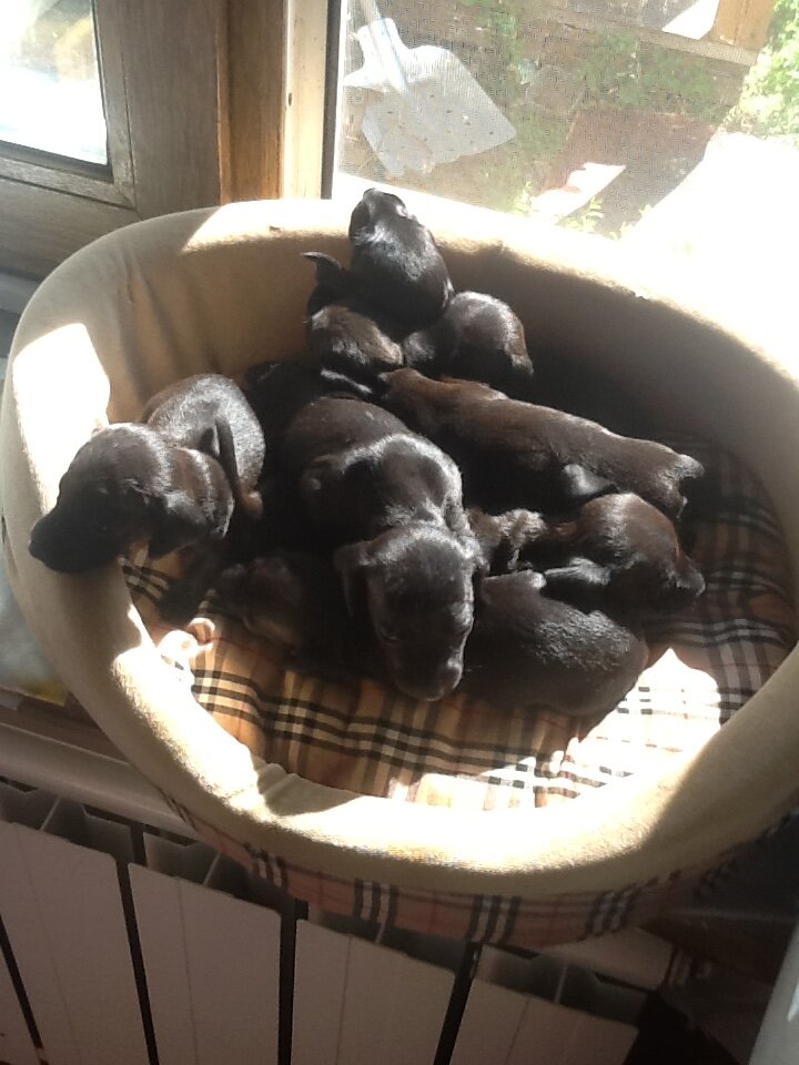 Из серии мои собаки