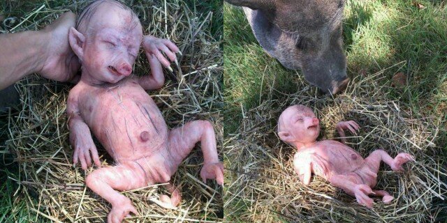 Жизнеспособные эмбрионы получеловека-полусвиньи понадобились ученым для трансплантации органов. 
Некоторые научные исследования, призванные решать важнейшие проблемы цивилизации, могут вызвать шок у простых обывателей. Вот и этот опыт покажется не самым приятным. Ученые скрестили гены человека и свиньи. До определенного момента плоды науки развивались в теле свиноматки, затем их достали хирургическим путем. Оказалось, что эмбрионы получеловека развиваются в теле свиньи и они жизнеспособны.

Свино-человек: в результате опытов ученые получили химеру.

Ученые ввели стволовые клетки человека в эмбрионы свиньи. Было получено более двух тысяч гибридов, которые поместили в организм свиноматки. 186 эмбрионов развились в химеры – организмы, состоящие из генетически разнородных клеток.

При этом, присутствие человеческих клеток незначительно – примерно одна из 10 тысяч клеток. Но они функционируют как единое целое.

Свино-человек: в результате опытов ученые получили химеру.

Эмбрионы-гибриды развивались 28 дней (первый триместр беременности у свиньи), после этого их удалили из тела свиноматки. За это время ученые пытались понять, как смешиваются клетки свиньи и человека. Ведущий автор эксперимента Хуан-Карлос Исписуа Бельмонте, профессор Института биологических исследований Солка, США, заявил, что этого времени не хватило, чтобы возбудить этические споры по поводу взрослых животных-химер.

Опыты по скрещиванию человеческих и свиных клеток позволят выращивать «идеальные» органы для трансплантации, полученные из собственных клеток. Также эксперименты в этой области могут привести к более безопасным испытаниям новых лекарств.

Напомним, что в Украине родился второй в мире ребенок с генами троих человек. Благодаря новому методу родители смогут корректировать ДНК своих детей, избавляя их от наследственных заболеваний.

До этого благодаря подобному способу ребенок от трех родителей появился на свет в Мексике в апреле 2016 года. Но мексиканский случай отличается от украинского тем, что американский врач использовал две неоплодотворенные яйцеклетки и хромосомы одной из них перенес в другую. А украинские врачи сразу оплодотворили спермой две яйцеклетки — матери и донора, и лишь после этого перенесли ядро матери в безъядерную яйцеклетку женщины-донора.

Как сообщалось ранее, ученые из североамериканского Института Скриппса (The Scripps Research Institute, TSRI) выявили ген, который отвечает за старение клеток человеческого организма.

Биологи выделили особый протеин, названный — TZAP. По мнению ученых, именно этот белок устанавливает верхний (максимальный) предел длины теломер, которые в свою очередь регулируют процесс размножения.