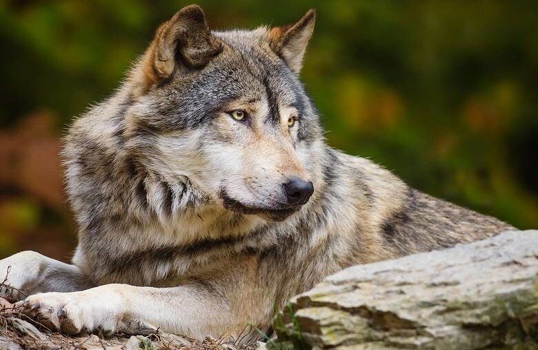 Картинки самые красивые волки ( фото) 🔥 Прикольные картинки и юмор