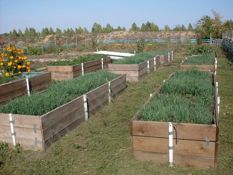 Источник: ogorod-sad.com