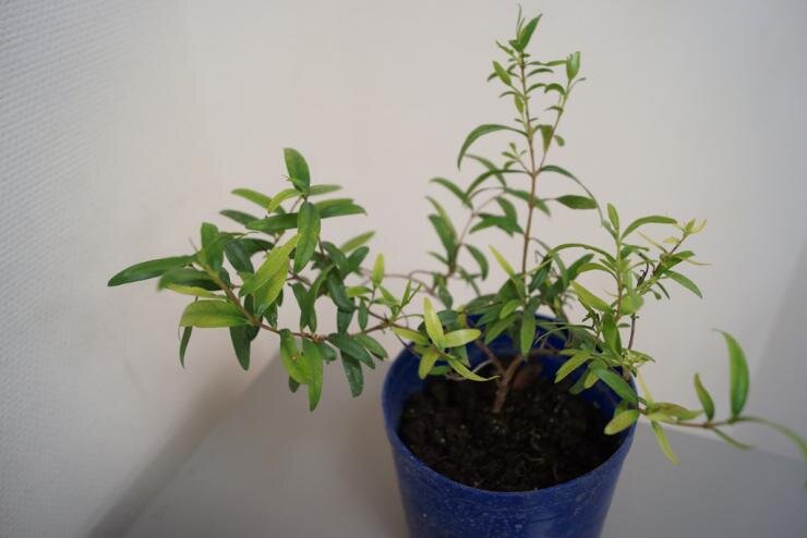 Мирт можно пересаживать с января вплоть до начала ноября – в этот период смена места жительства будет безболезненна для него.
Бывают случаи, когда вы приобрели растение в совершенно нереспектабельном контейнере, и требуется пересадка по эстетическим соображениям. В этом случае вам нужно переселить мирт в горшок точно такого же размера, как и тот, в котором он был куплен. В любом случае новый горшок должен быть такого диаметра, чтобы растению было несложно заполнить корневым комом всю землю.
