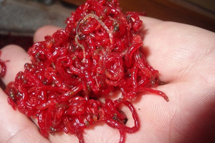 Зимой карась, как и вся рыба нуждается в белковой пище. Мотыль универсален! 