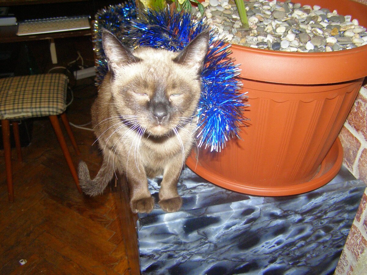 Мида очень любила сидеть возле блестящих дождиков и изображать Мадонну