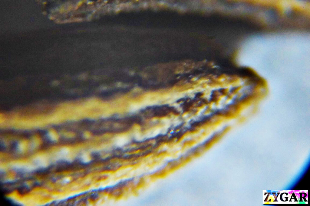  зира под микроскопом. Zira photos under microscope  