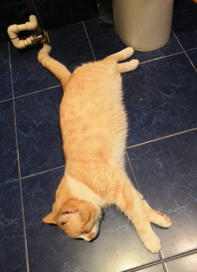 Ого, хвост плавно переходит в сантехнику)