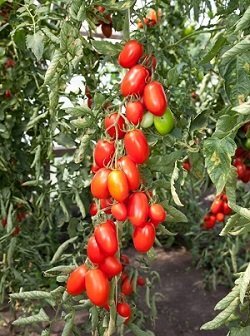 Рубиновый кулон