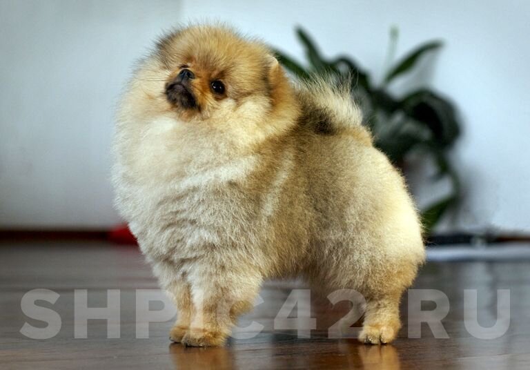 Фото: Мария Сушлякова (shpic42.ru)