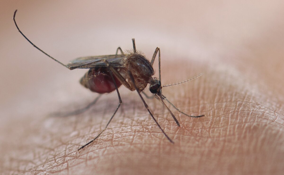 Здравствуйте дорогие друзья, представляю вашему вниманию Топ 5 ужасных, убийственных фактов - поехали! 5. Малярия признана самым опасным заболеванием за всю историю человечества.