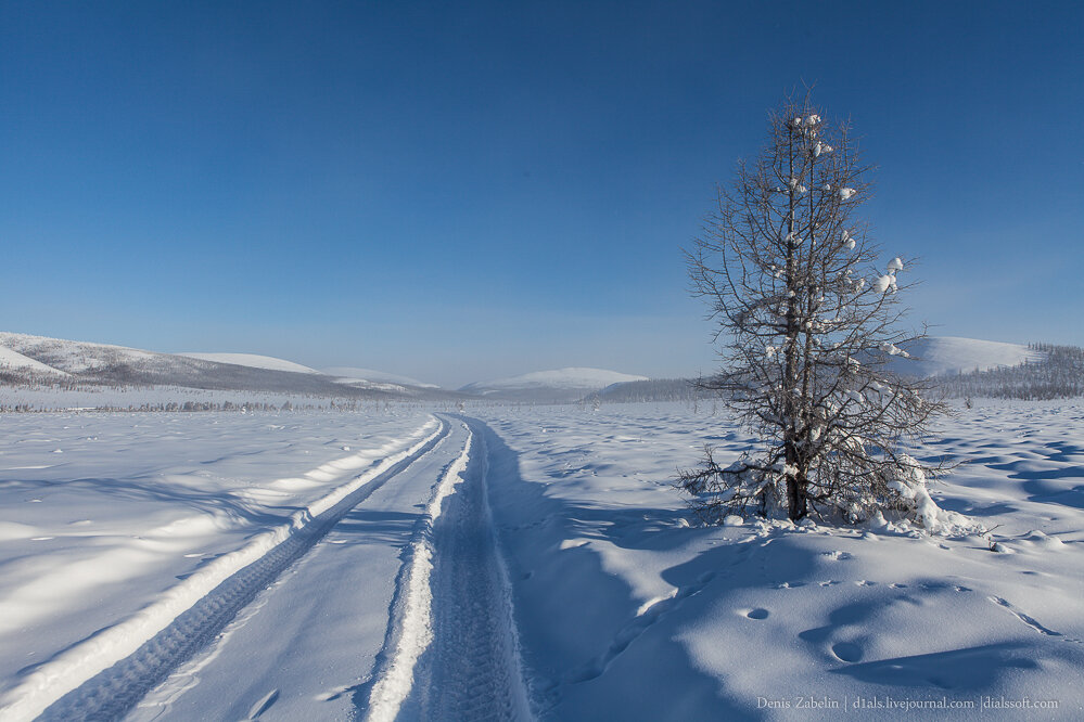 Чукотка Дикая Северная лесотундра