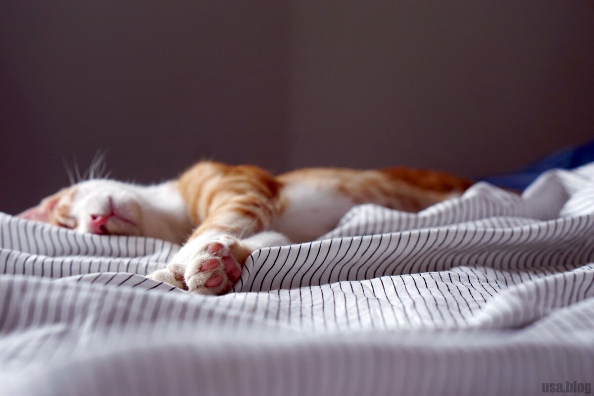 Научитесь спать так же хорошо, как этот котенок