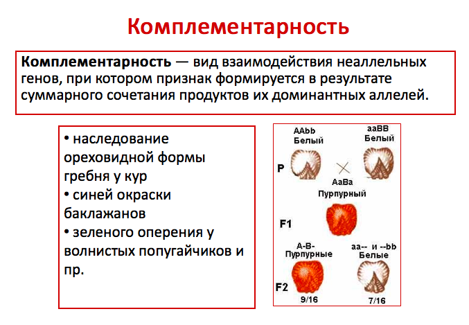 Типы взаимодействия генов. Взаимодействие неаллельных генов. Типы взаимодействия неаллельных генов. Результат взаимодействия неаллельных генов. Неаллельные гены комплементарность.