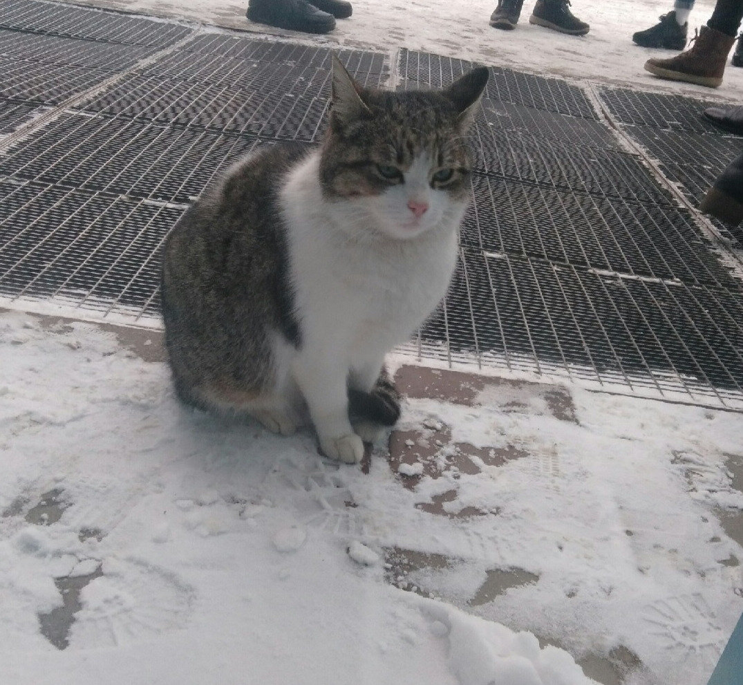 Сидеть с таким выражением на снегу - признак максимального смирения