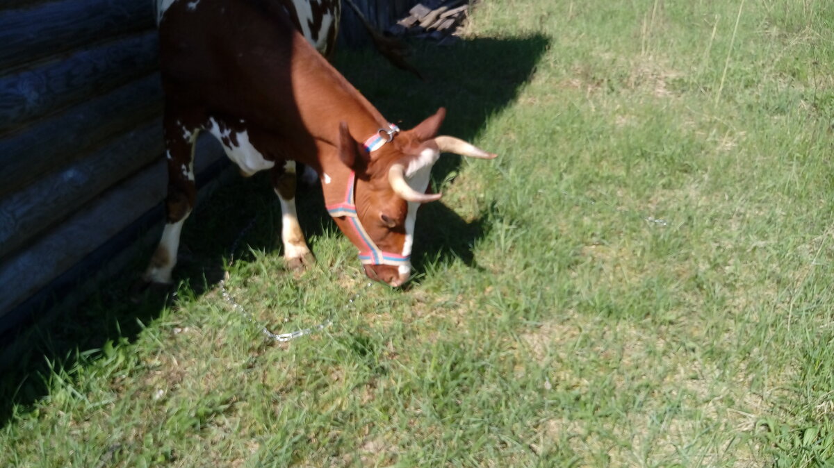 наш поставщик молока в новом недоуздке