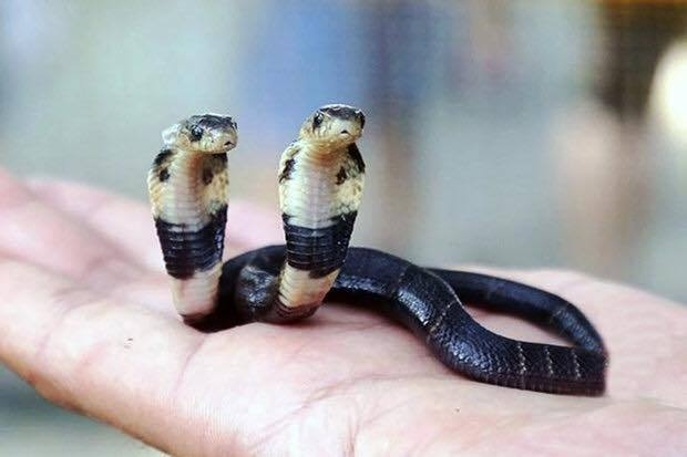 Вопрос с подвохом. Сколько змей на картинке?