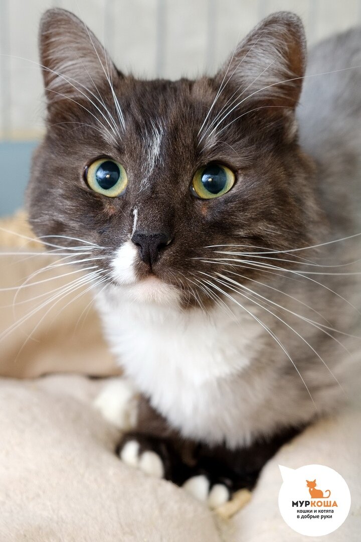 Бантик, бывшедомашний, ласковый, добрый, спокойный, незлопамятный, временами осторожный. Отличный охотник на мышек и мячики.