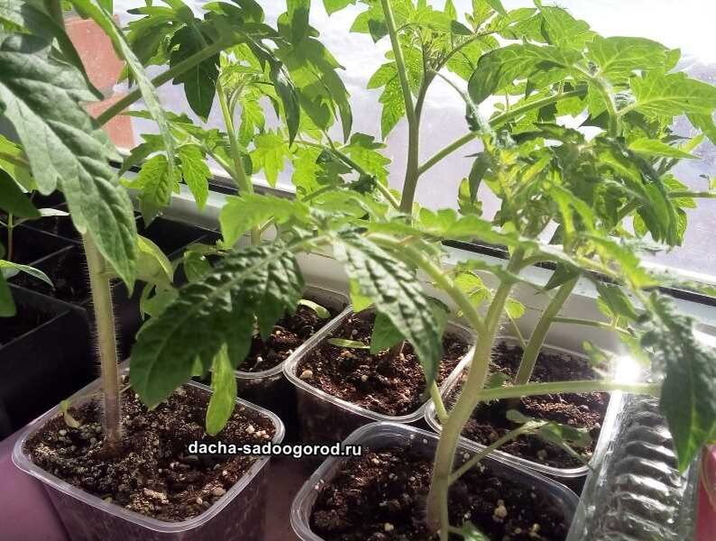Сколько раз в неделю нужно поливать рассаду. Чем полить рассаду томатов чтобы не вытягивалась в рост.