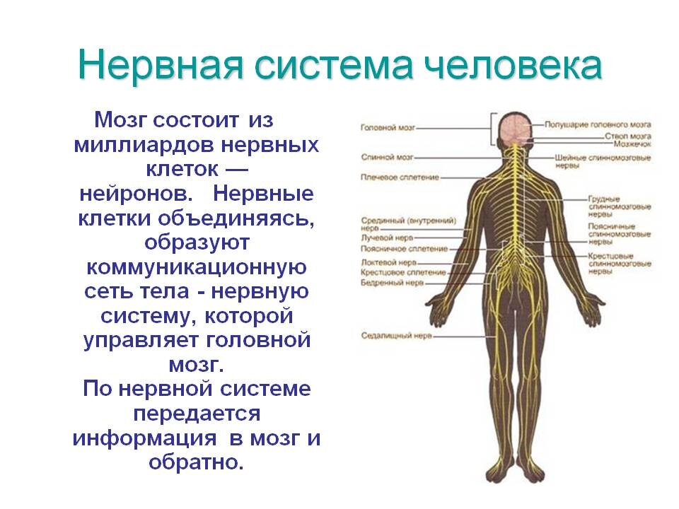 Общая схема строения нервной системы человека