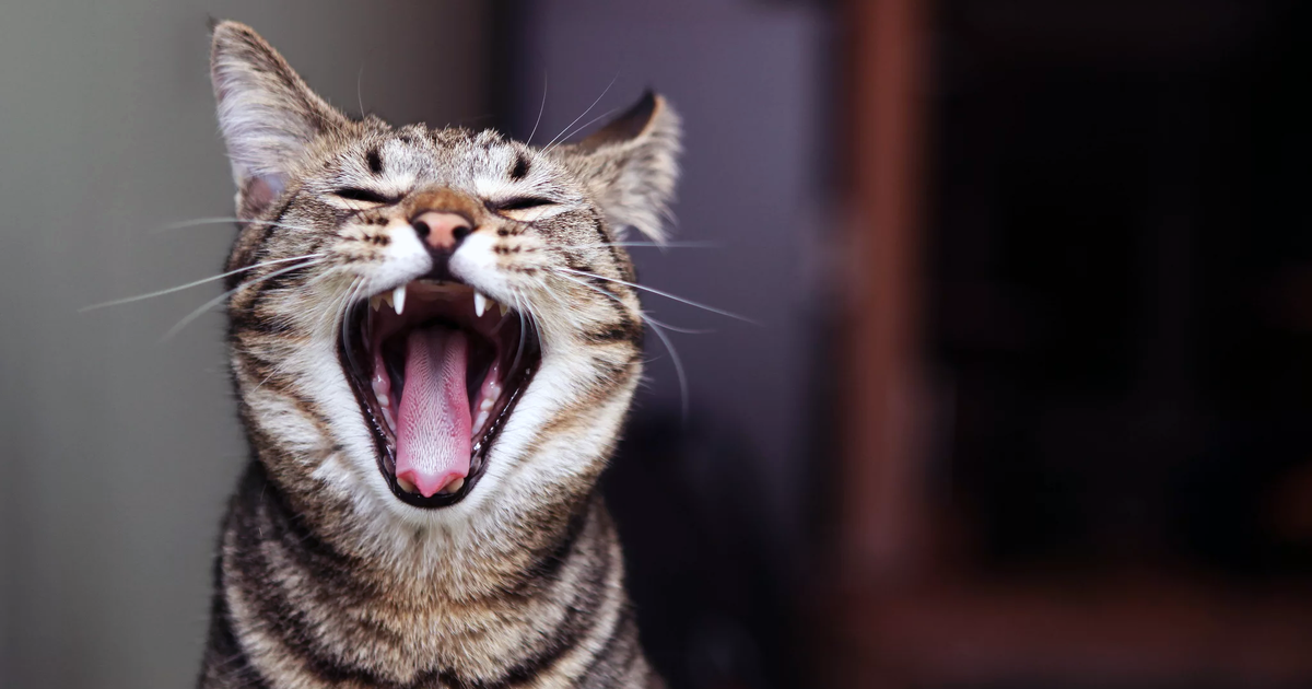 Почему кошка кричит по ночам | Мяу-Мяу | Дзен