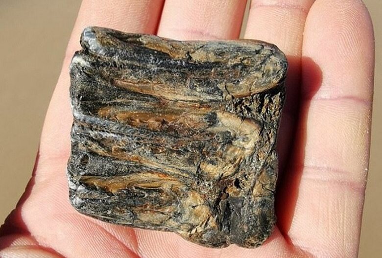   В Британии житель города “Кромер” на пляже обнаружили зуб древнейшего мамонта.