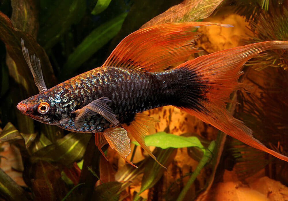 Меченосец вильчатый