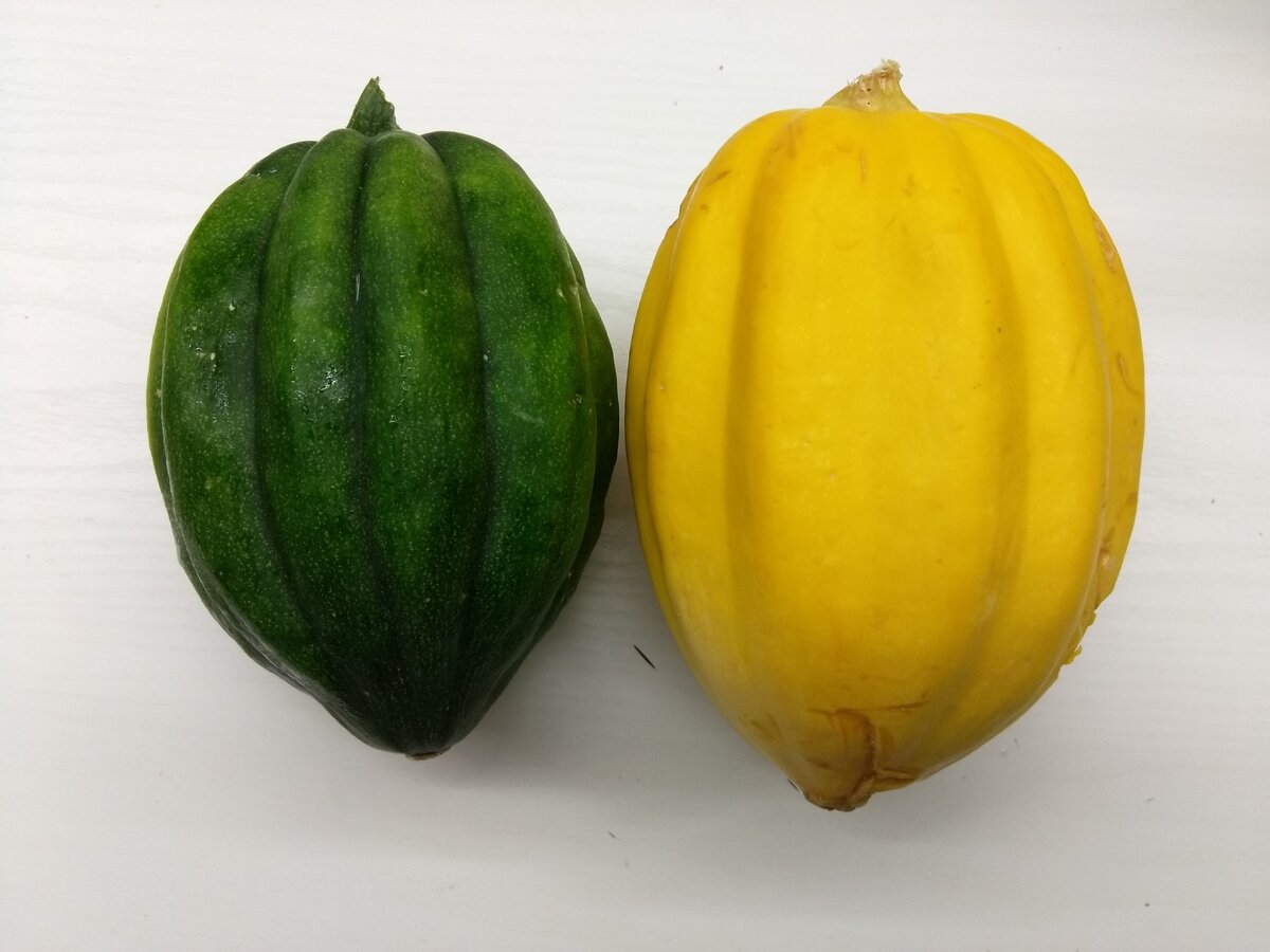 Акорн Тэйбл Квин и Золотой Акорн - оба зеленцы недозрелые