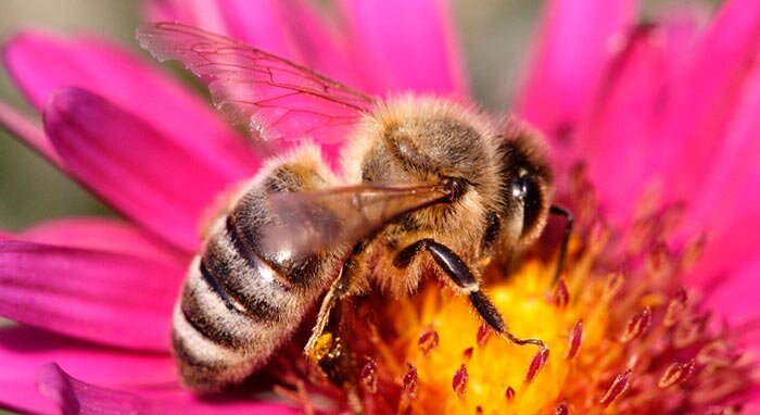 Пчелы карпатки собирают нектар с разных медоносовалое количество сахара
