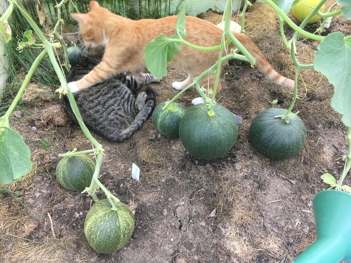 Семке в теплице первым делом нужно разбудить и прогнать Маркиза...