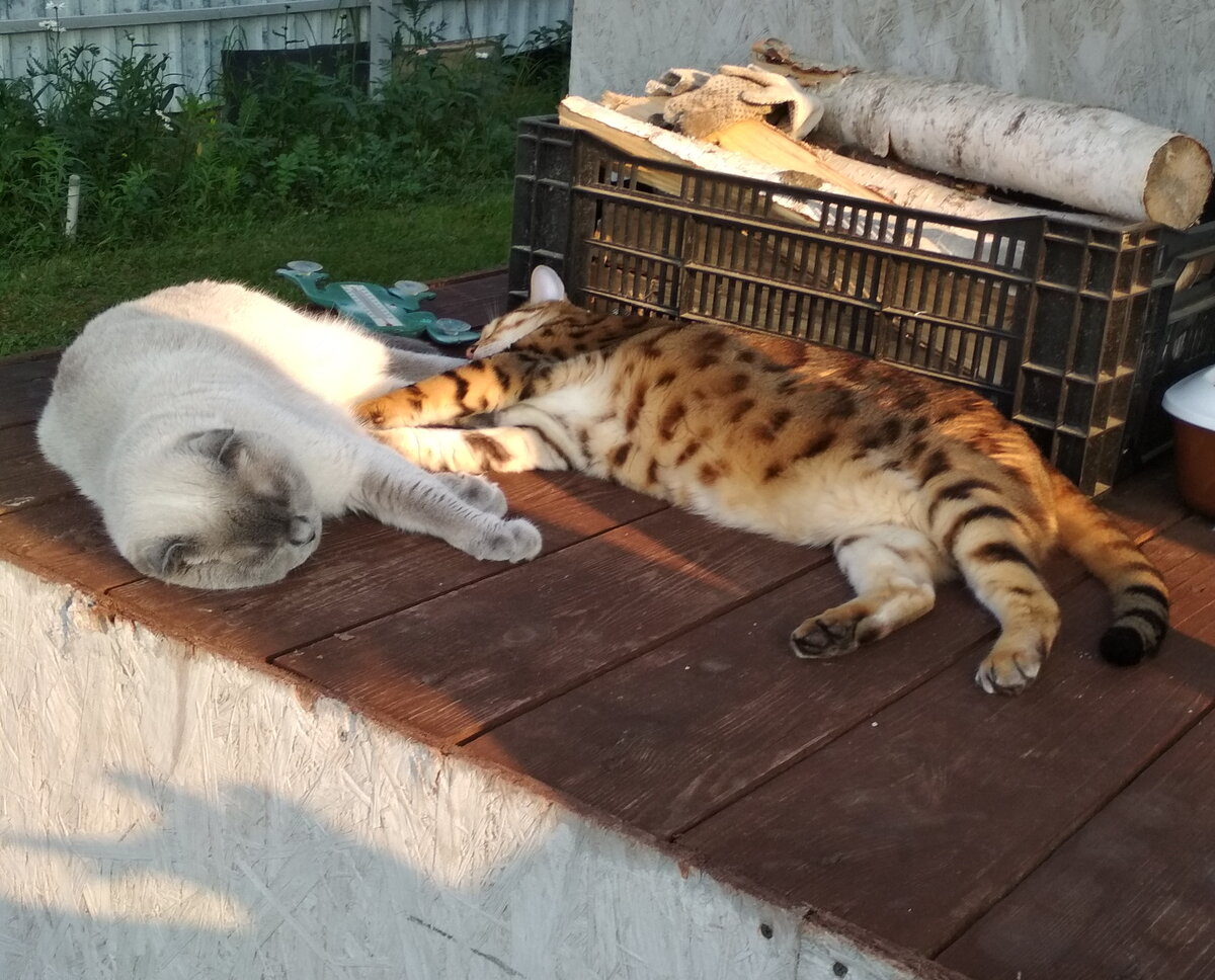 Нарцисс и Бетти