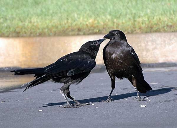 Источник фото: wildaboututah.org