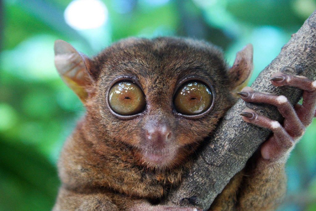 Устрашающий взгляд и когтистые лапы, напоминающие человеческие руки, вот такой он долгопят