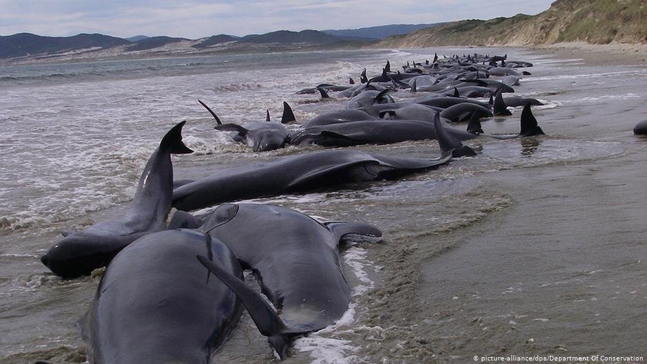 Почему дельфины выбрасываются на берег?