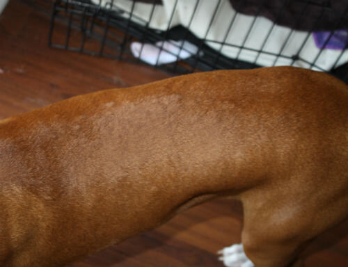 Что делать, если у собаки появилась шишка под кожей на спине?