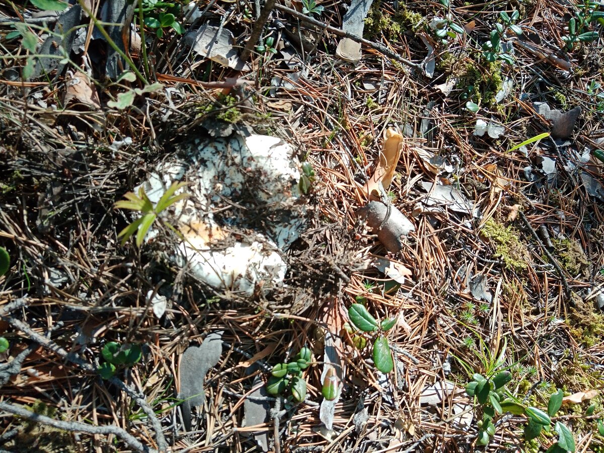 Большеватый, переросток,но посмотрим не червивый ли он.