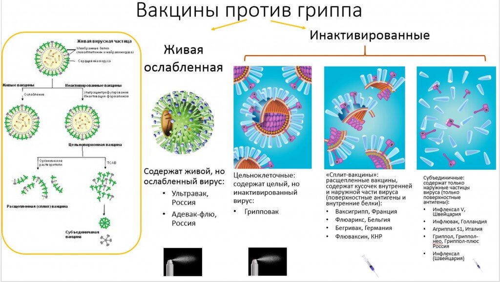 Схема вакцинации от гриппа