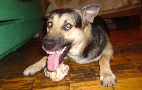 Собака рычит на хозяина когда ест кость