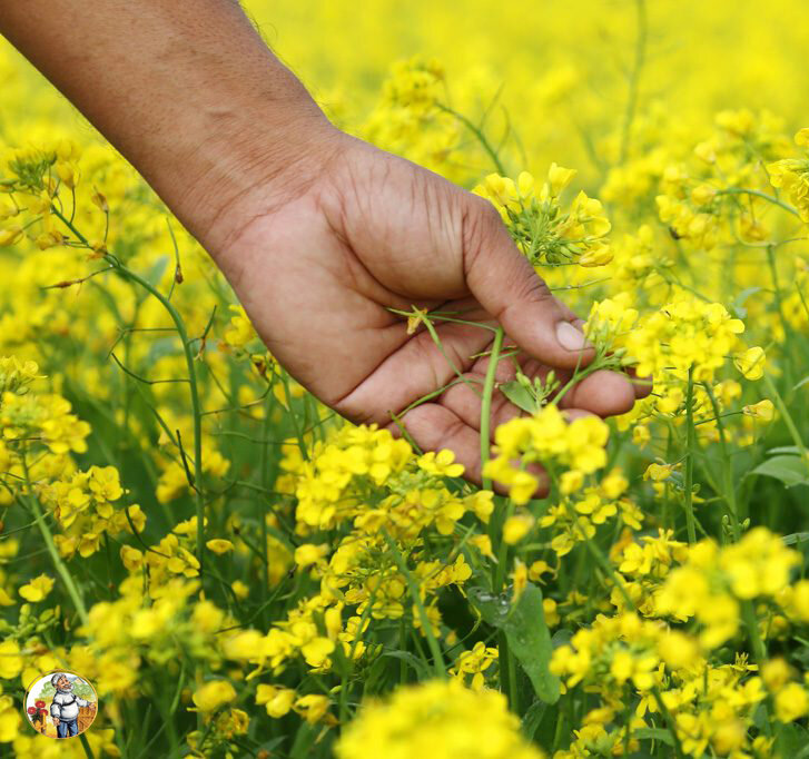 горчица сидерат почва плодородие