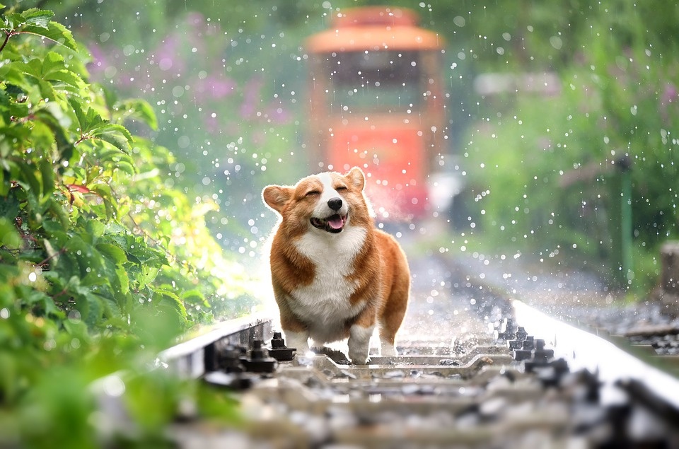 https://cdn.pixabay.com/photo/2019/08/19/07/45/pets-4415649_960_720.jpg