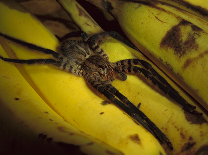 Ядовитые пауки в бананах
