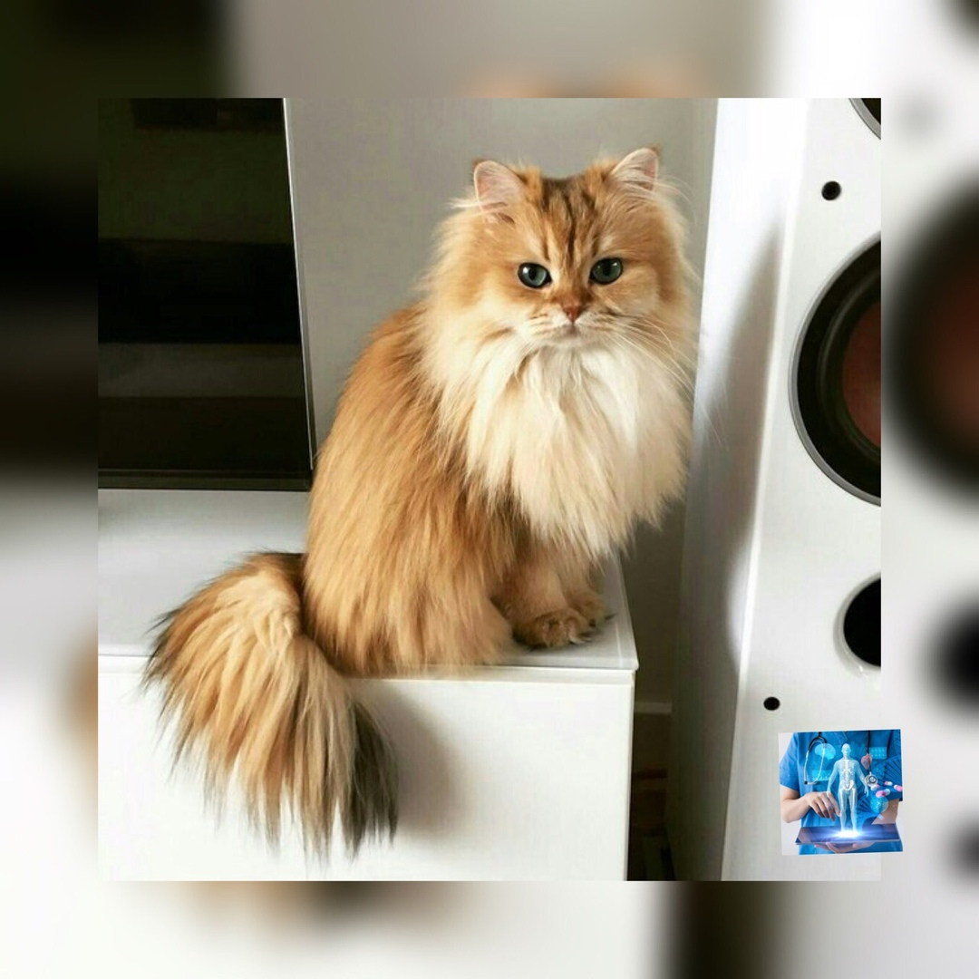 кошки,медицина,хвост