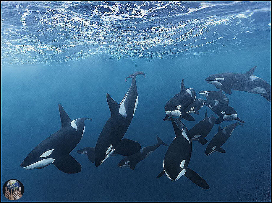 Хищник, заставляющий великих белых акул бежать в страхе